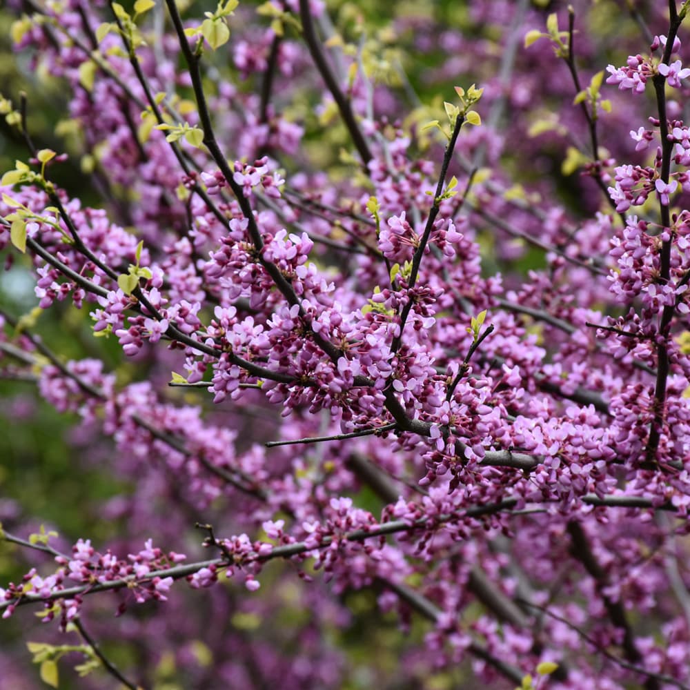 NetPS Plant Finder (www.netpsplantfinder.com)