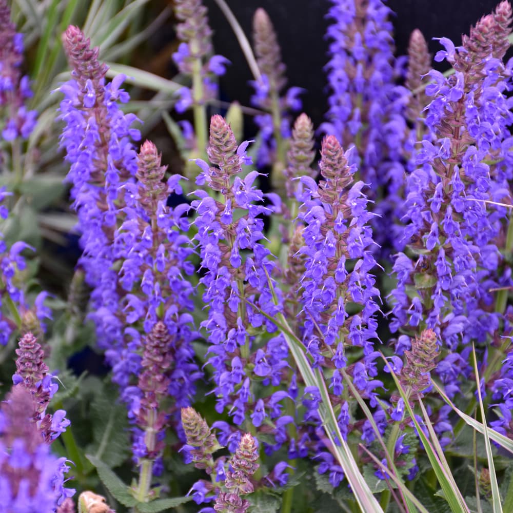 NetPS Plant Finder (www.netpsplantfinder.com)