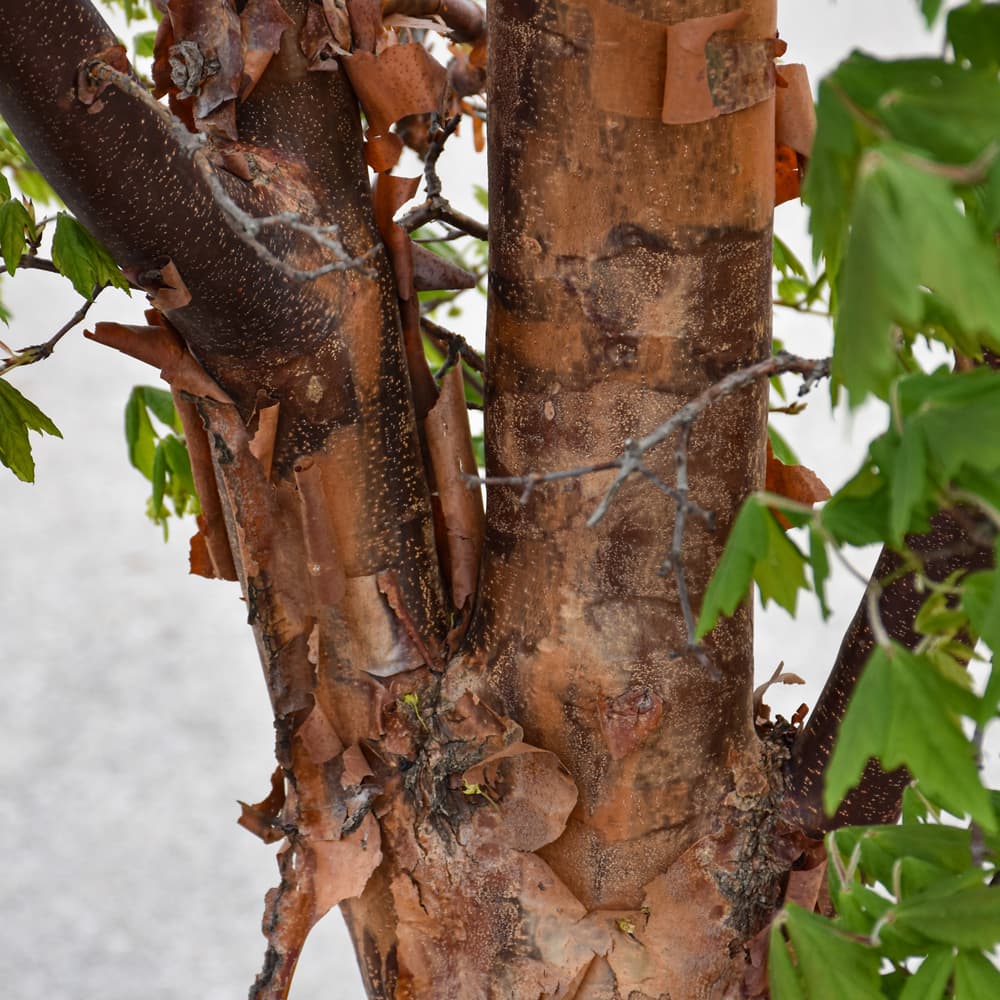 NetPS Plant Finder (www.netpsplantfinder.com)