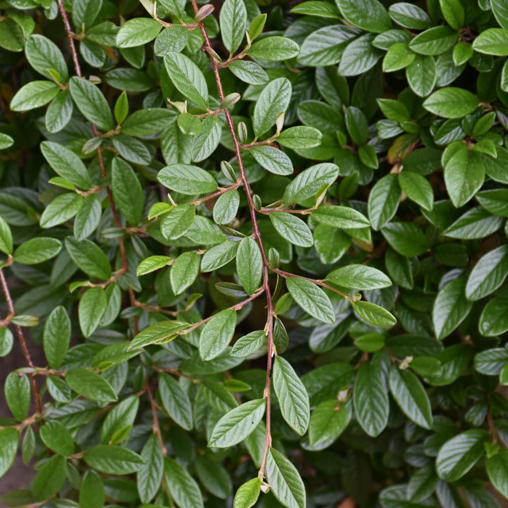 NetPS Plant Finder (www.netpsplantfinder.com)