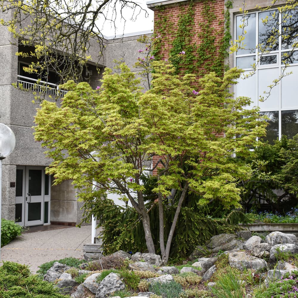 NetPS Plant Finder (www.netpsplantfinder.com)