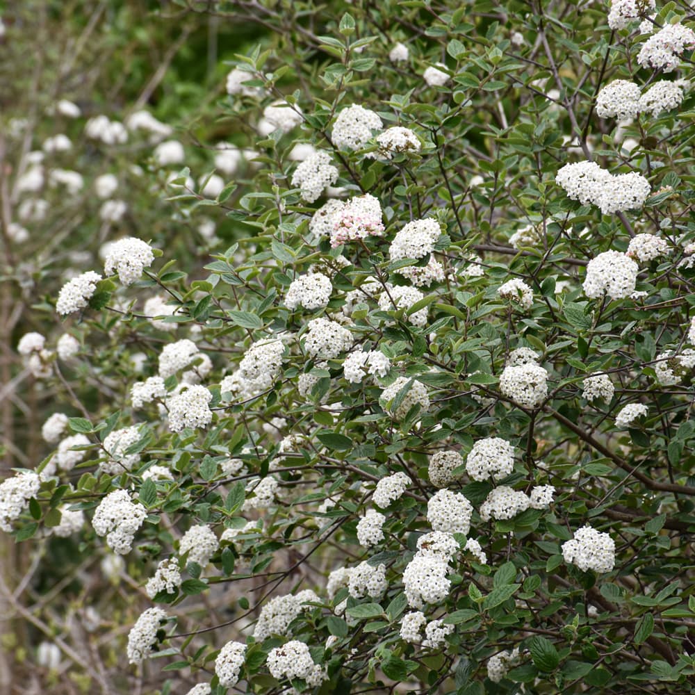 NetPS Plant Finder (www.netpsplantfinder.com)