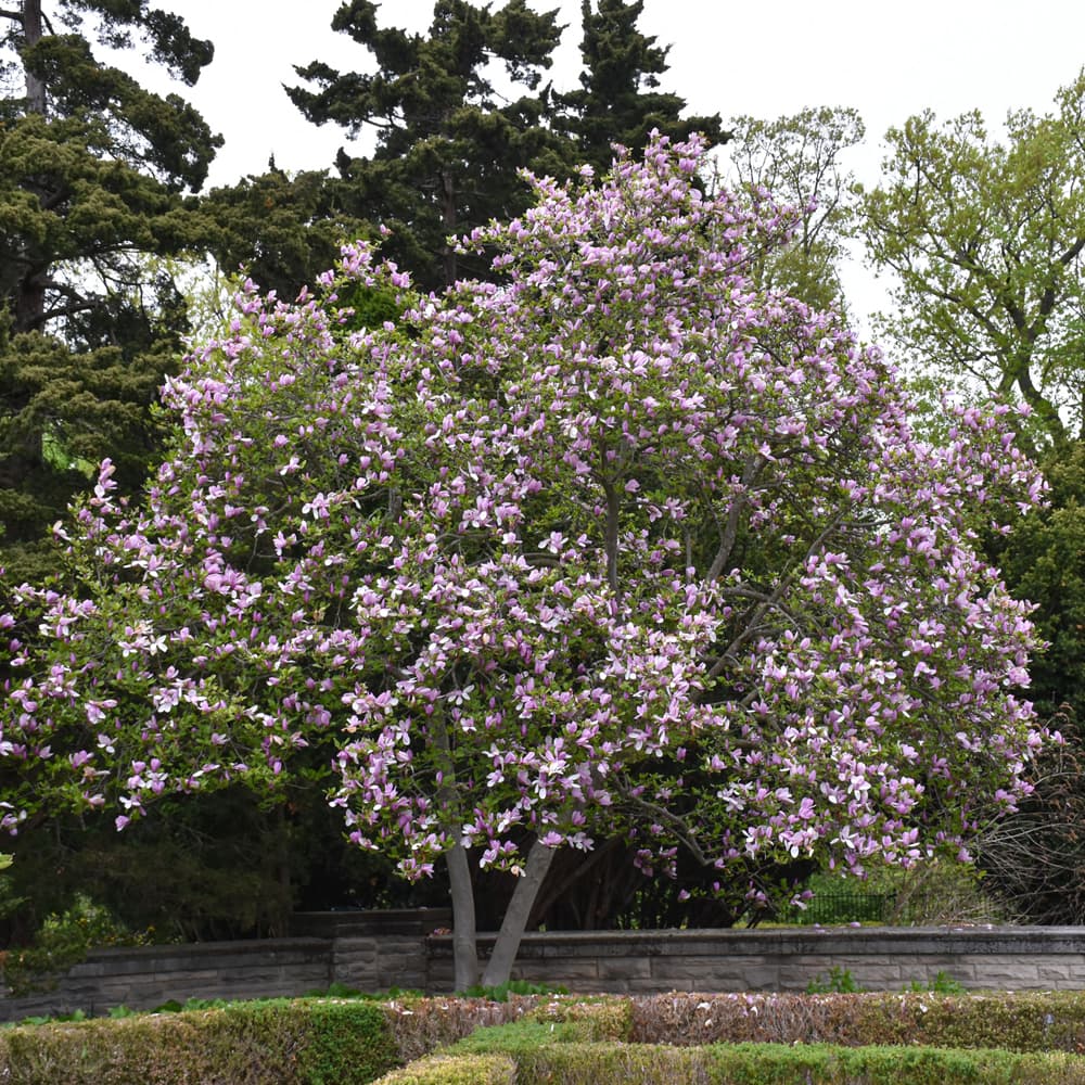 NetPS Plant Finder (www.netpsplantfinder.com)