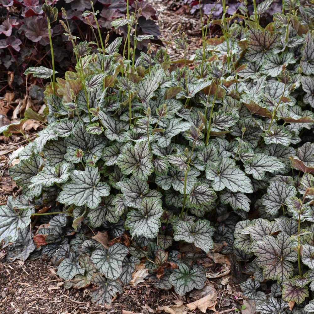 NetPS Plant Finder (www.netpsplantfinder.com)