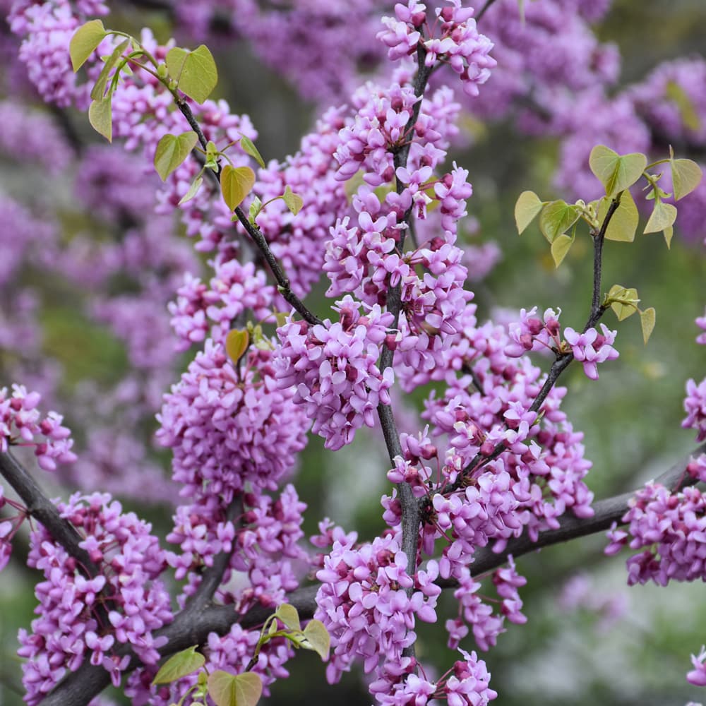 NetPS Plant Finder (www.netpsplantfinder.com)