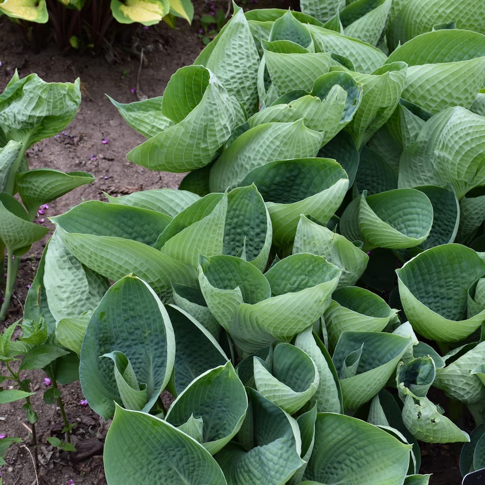 NetPS Plant Finder (www.netpsplantfinder.com)