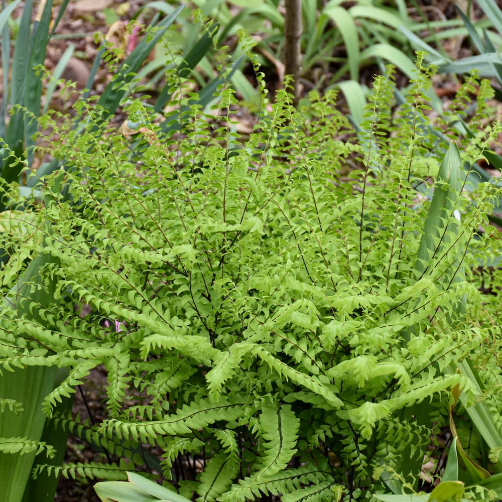 NetPS Plant Finder (www.netpsplantfinder.com)