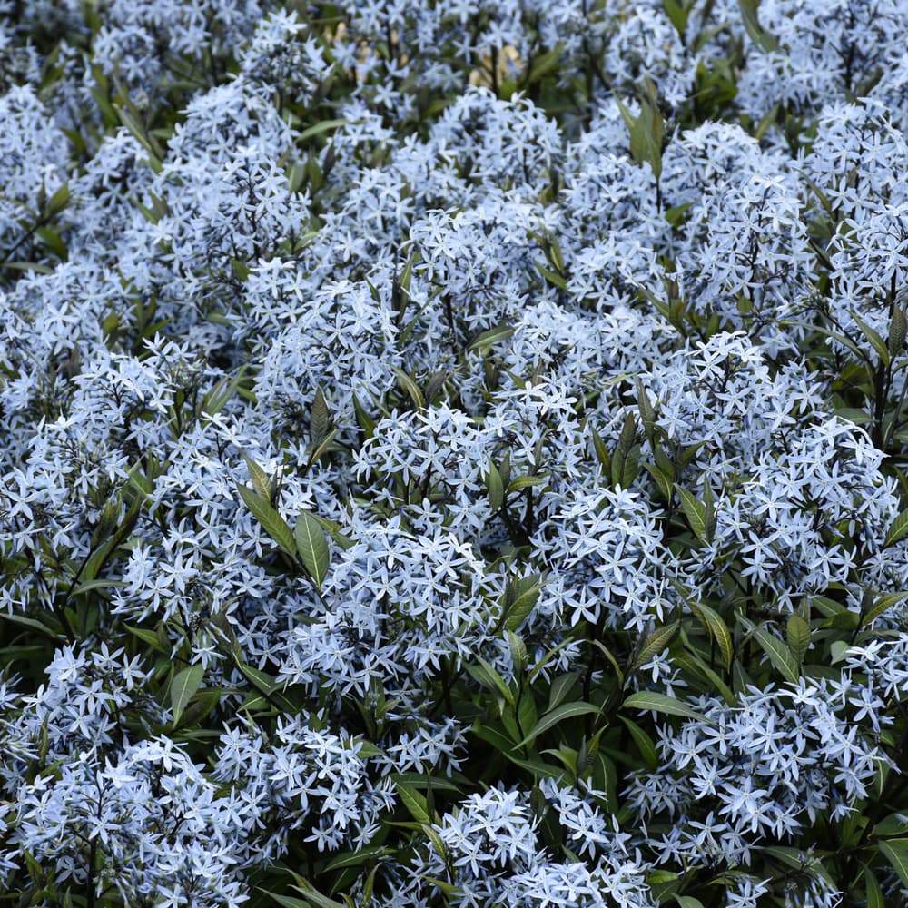 NetPS Plant Finder (www.netpsplantfinder.com)