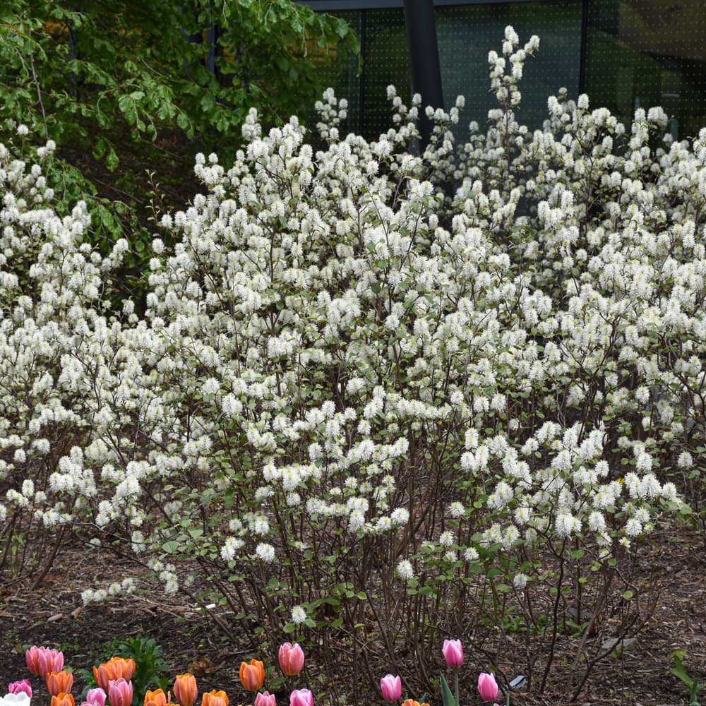 NetPS Plant Finder (www.netpsplantfinder.com)