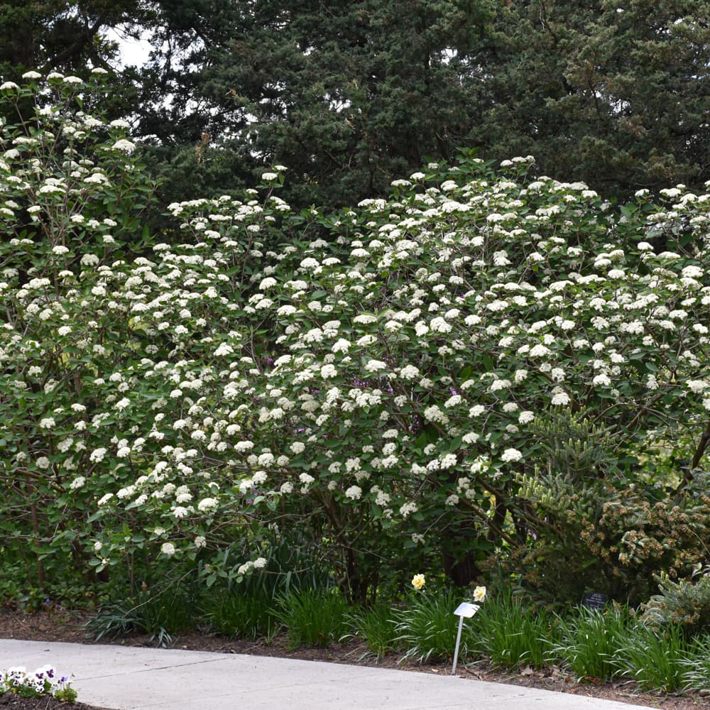 NetPS Plant Finder (www.netpsplantfinder.com)