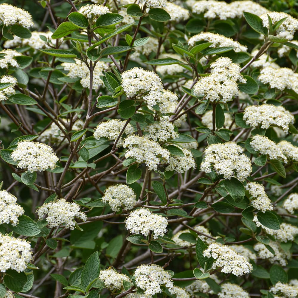 NetPS Plant Finder (www.netpsplantfinder.com)