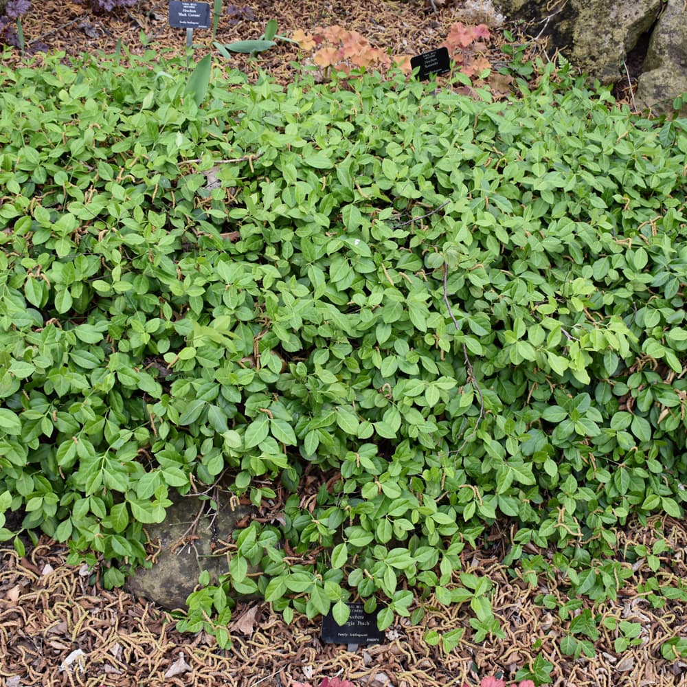 Euonymus Coloratus