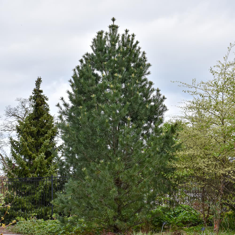 Pine Vanderwolf