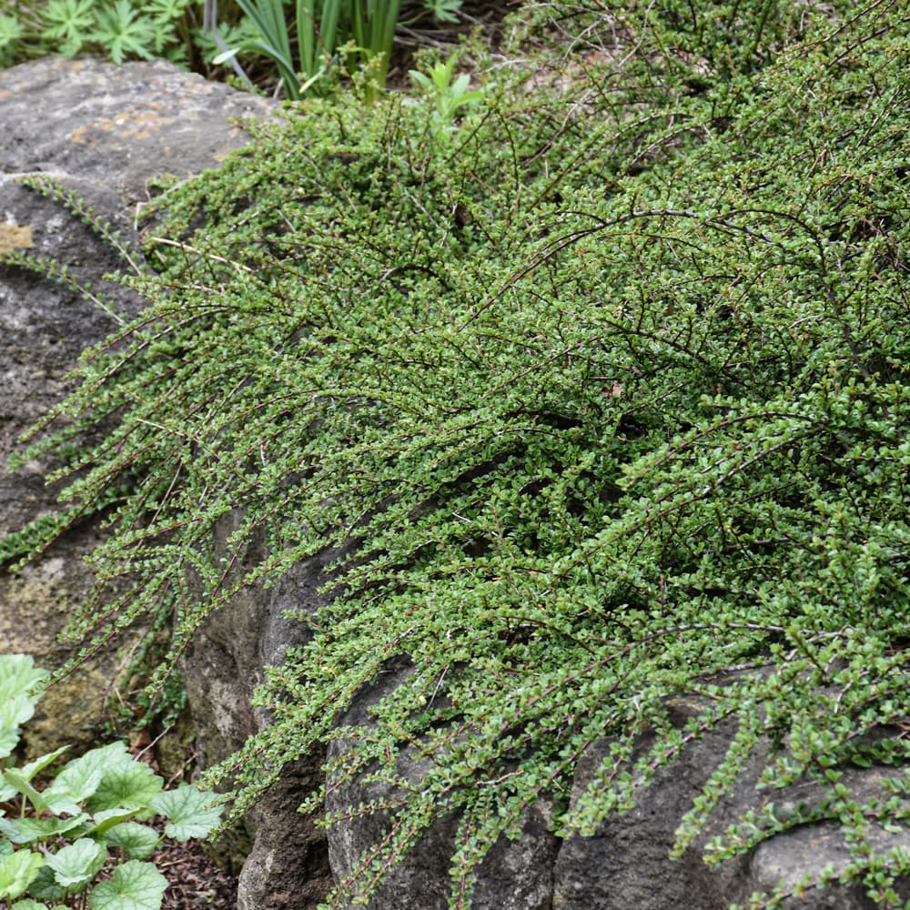 NetPS Plant Finder (www.netpsplantfinder.com)