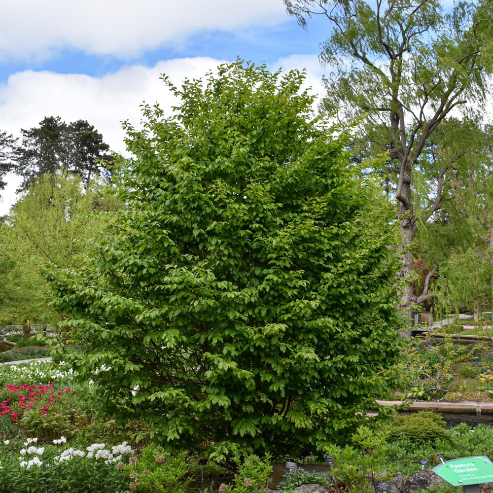 NetPS Plant Finder (www.netpsplantfinder.com)