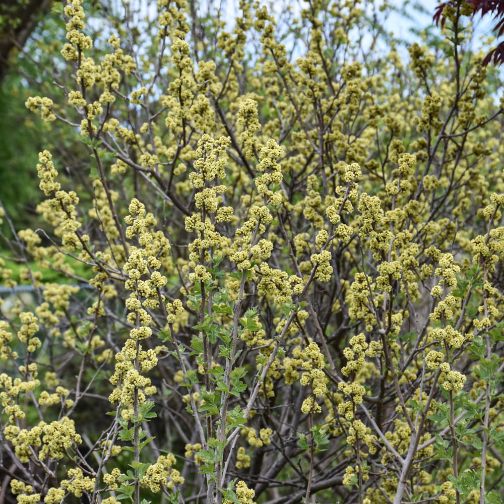 NetPS Plant Finder (www.netpsplantfinder.com)