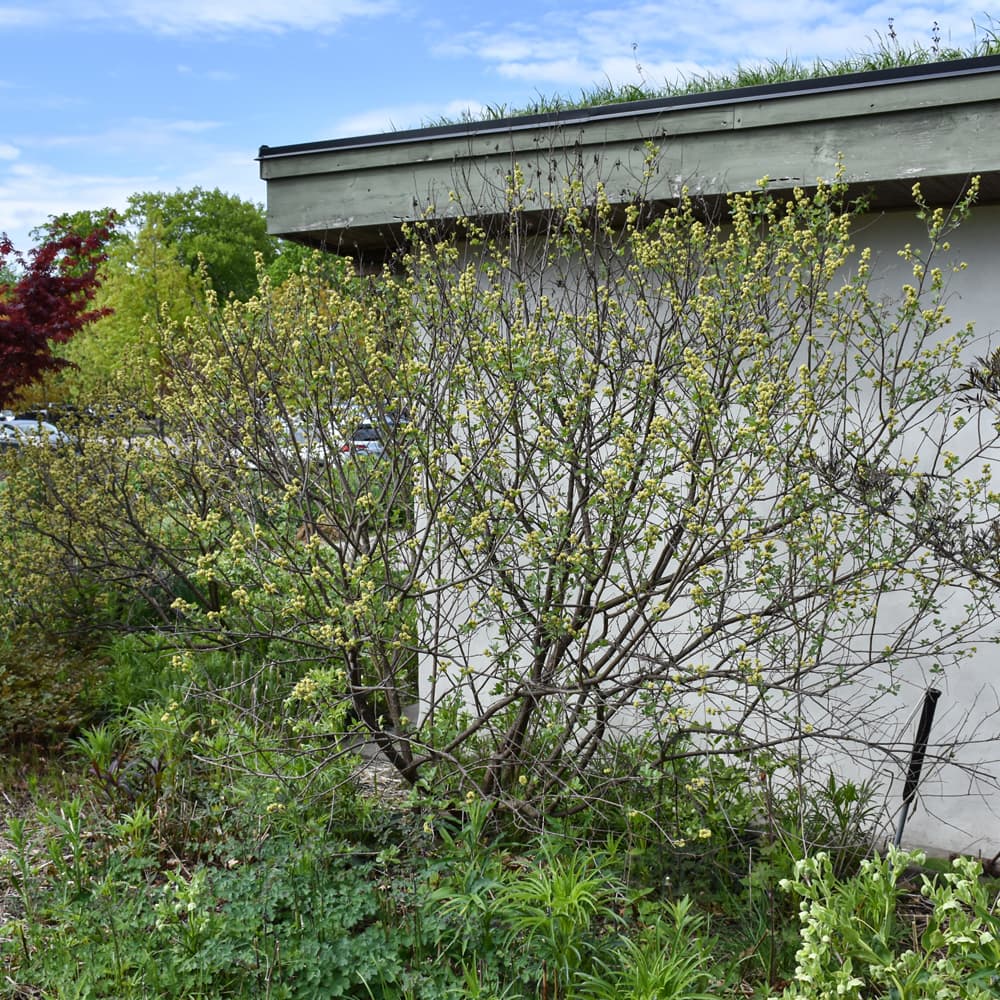 NetPS Plant Finder (www.netpsplantfinder.com)