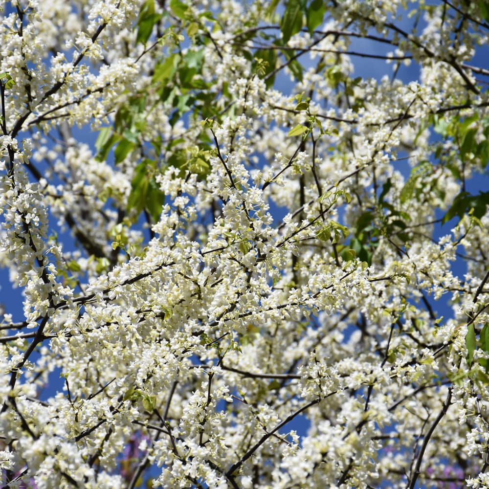 NetPS Plant Finder (www.netpsplantfinder.com)