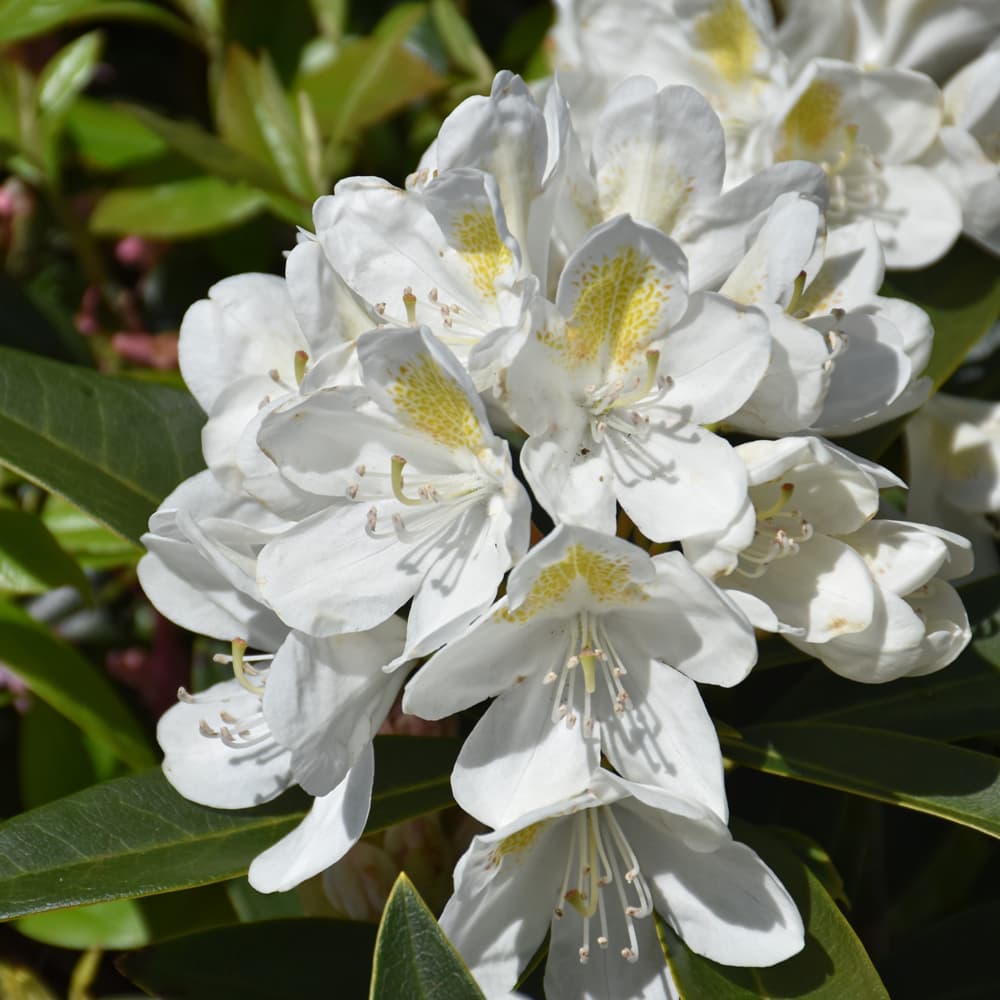 NetPS Plant Finder (www.netpsplantfinder.com)