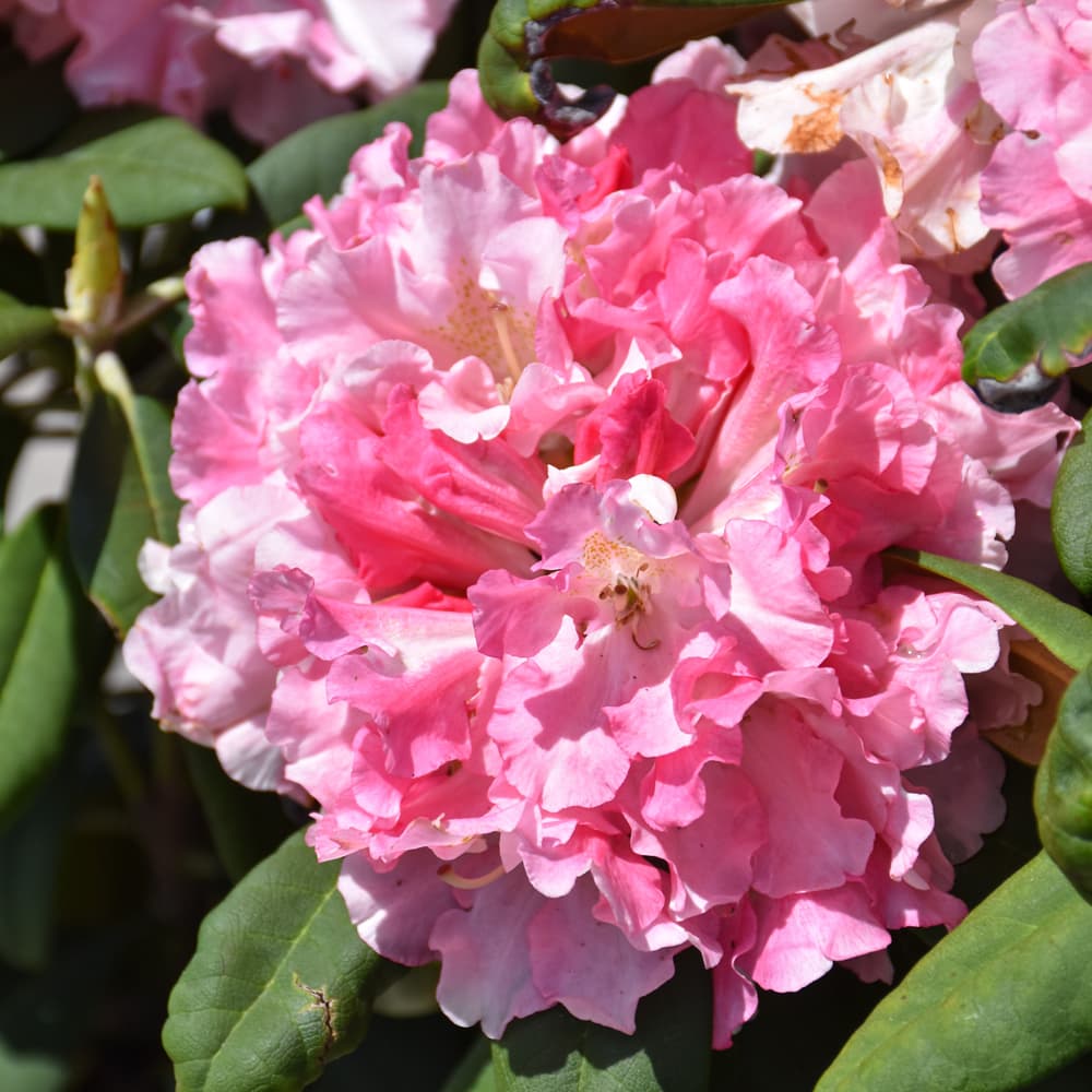 NetPS Plant Finder (www.netpsplantfinder.com)