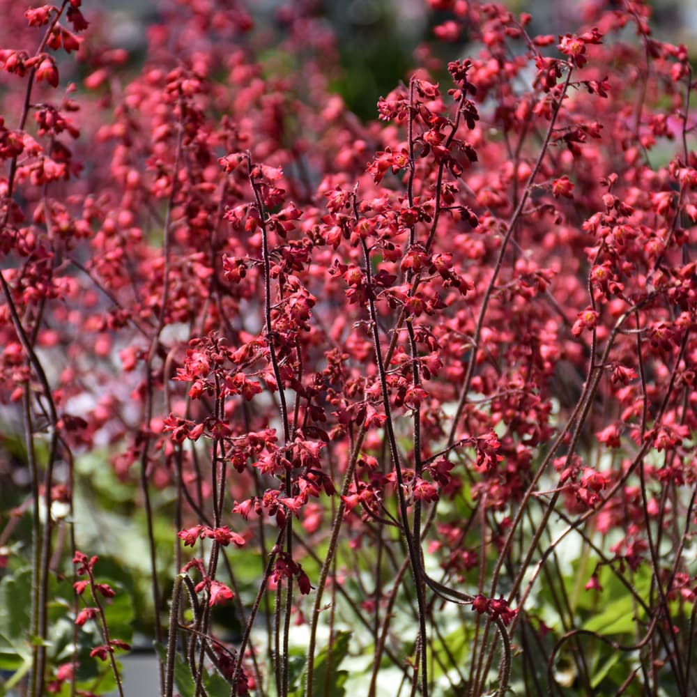 NetPS Plant Finder (www.netpsplantfinder.com)