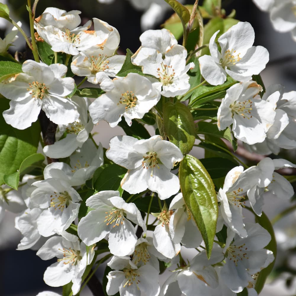 NetPS Plant Finder (www.netpsplantfinder.com)