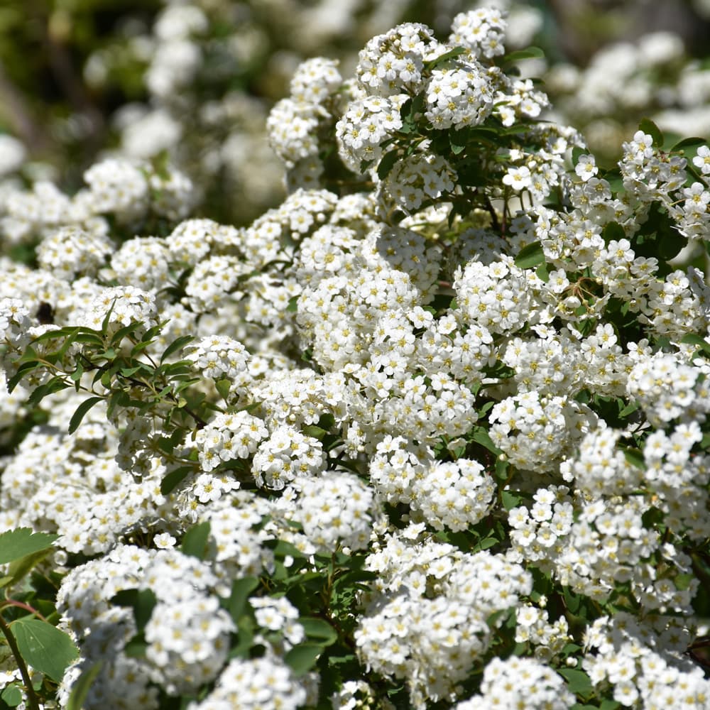 NetPS Plant Finder (www.netpsplantfinder.com)