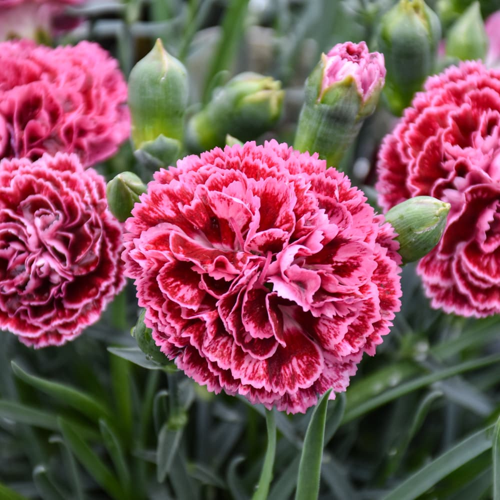 NetPS Plant Finder (www.netpsplantfinder.com)