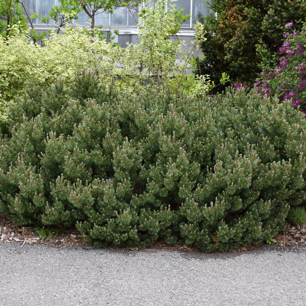 NetPS Plant Finder (www.netpsplantfinder.com)