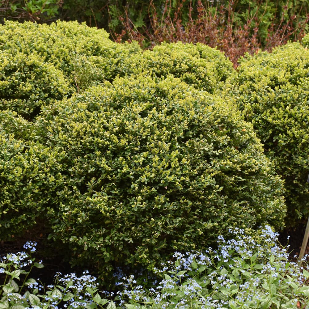 NetPS Plant Finder (www.netpsplantfinder.com)