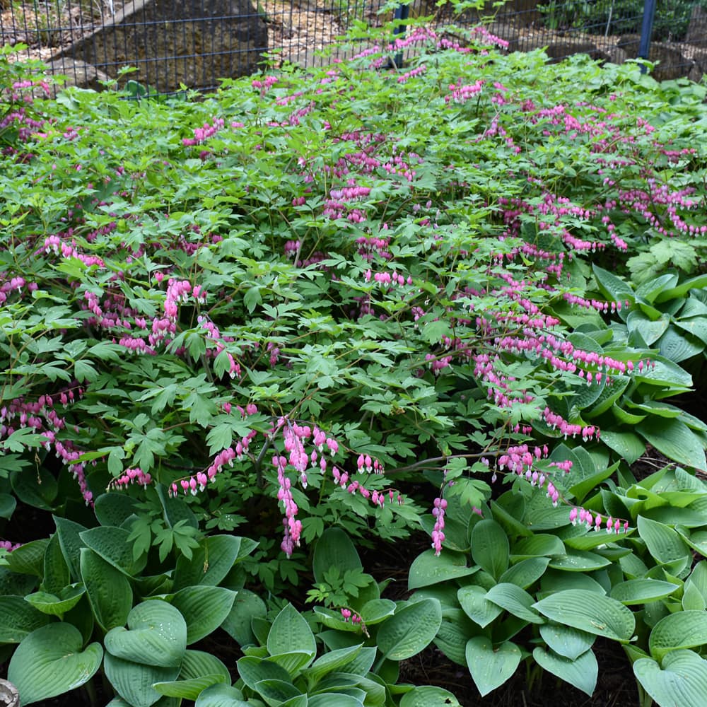 NetPS Plant Finder (www.netpsplantfinder.com)