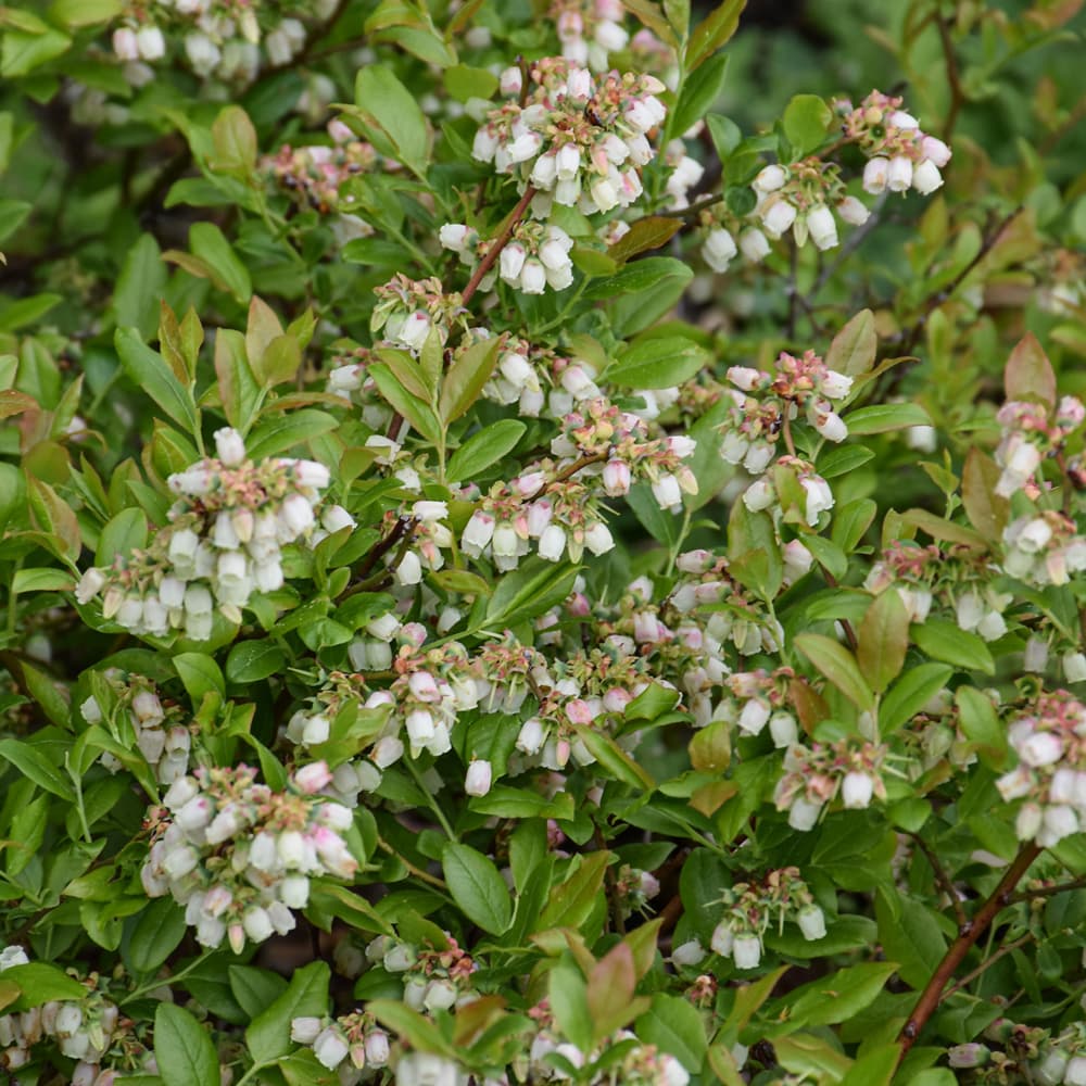 NetPS Plant Finder (www.netpsplantfinder.com)