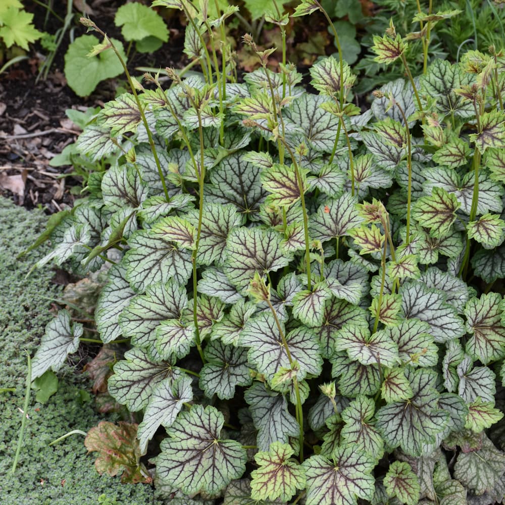 NetPS Plant Finder (www.netpsplantfinder.com)