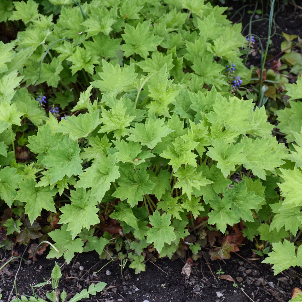 NetPS Plant Finder (www.netpsplantfinder.com)