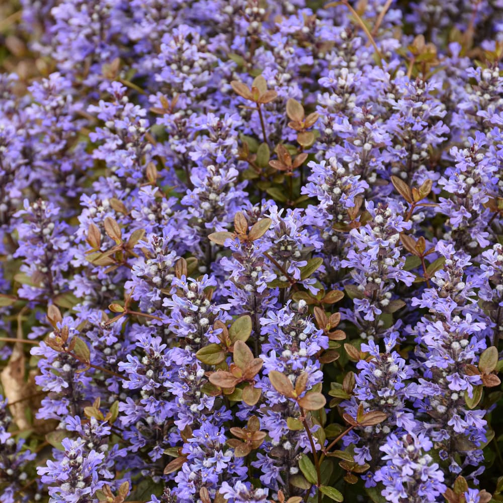 Ajuga Chocolate Chip