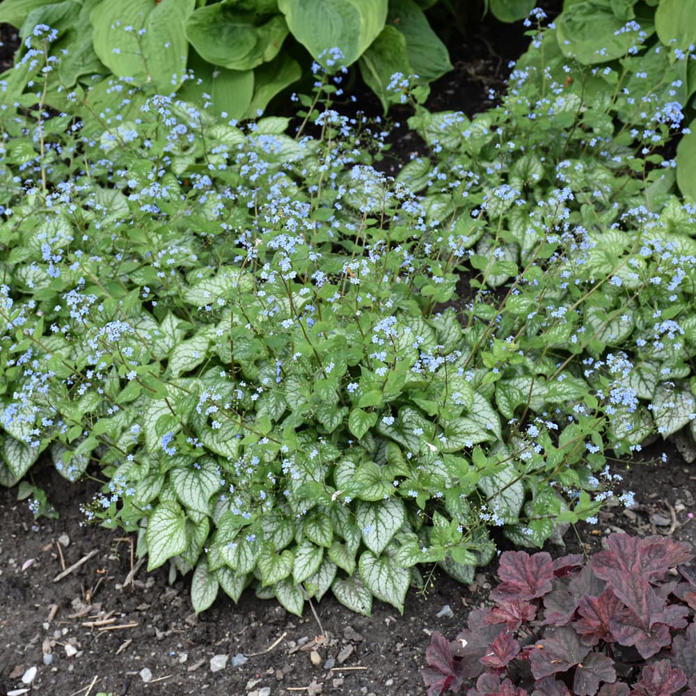 NetPS Plant Finder (www.netpsplantfinder.com)