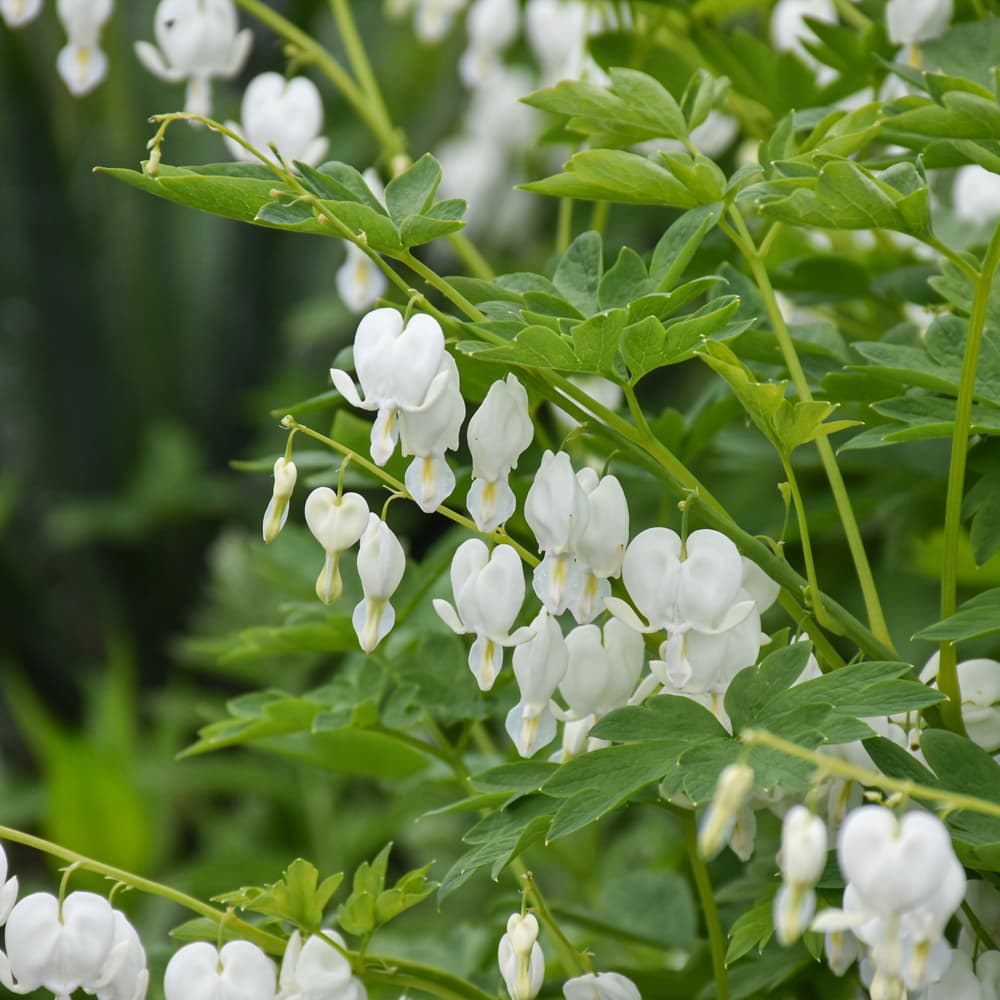 Bleeding Heart White
