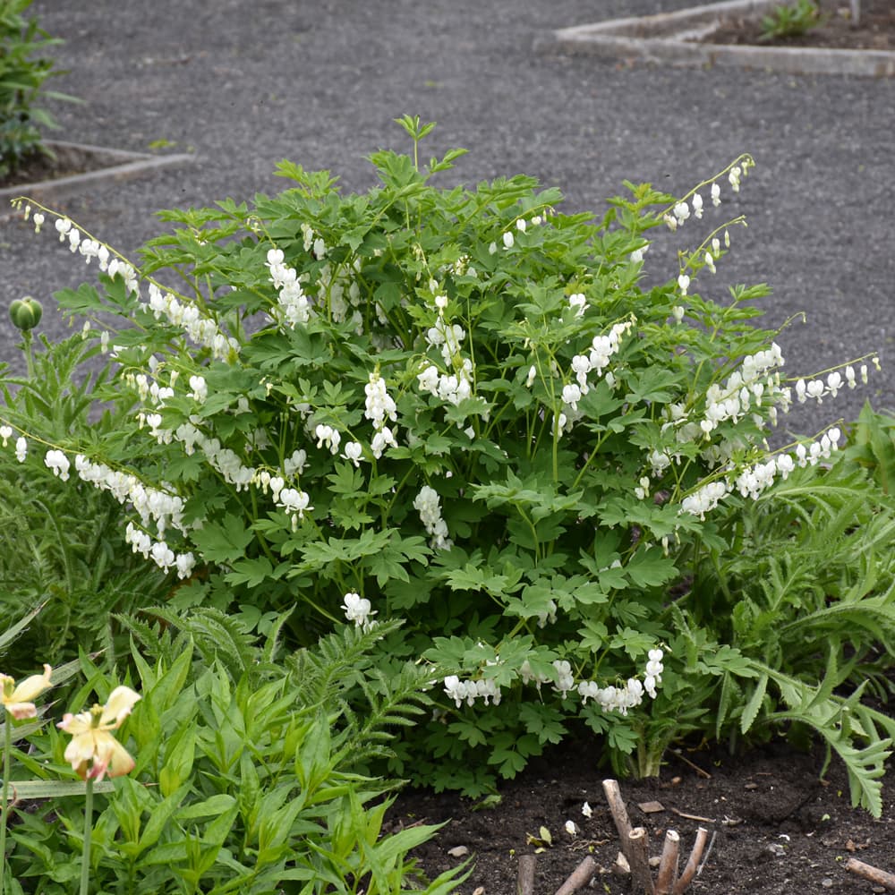 NetPS Plant Finder (www.netpsplantfinder.com)