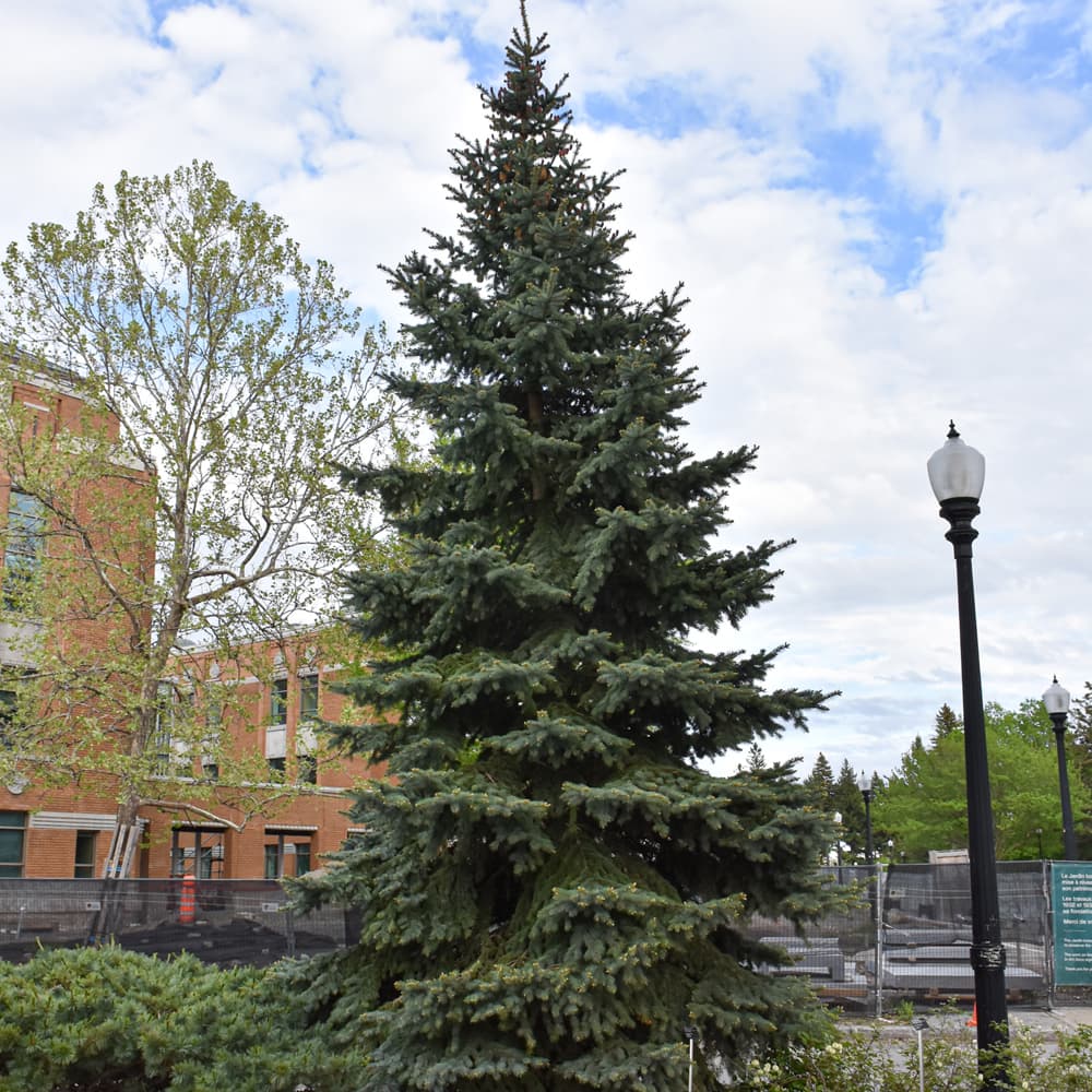 Spruce Baby Blue Eyes