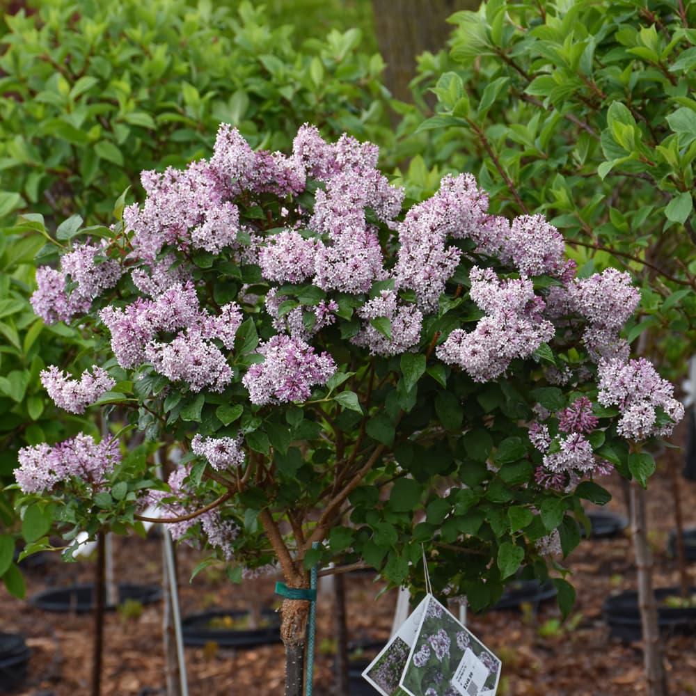 NetPS Plant Finder (www.netpsplantfinder.com)