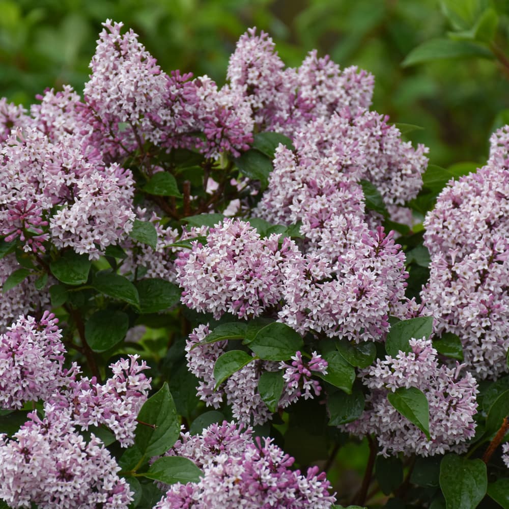 NetPS Plant Finder (www.netpsplantfinder.com)