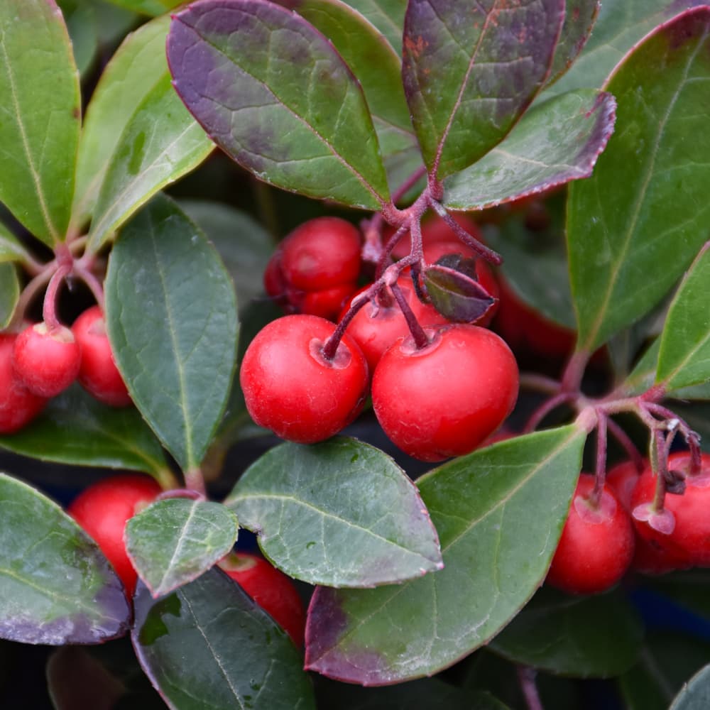 NetPS Plant Finder (www.netpsplantfinder.com)