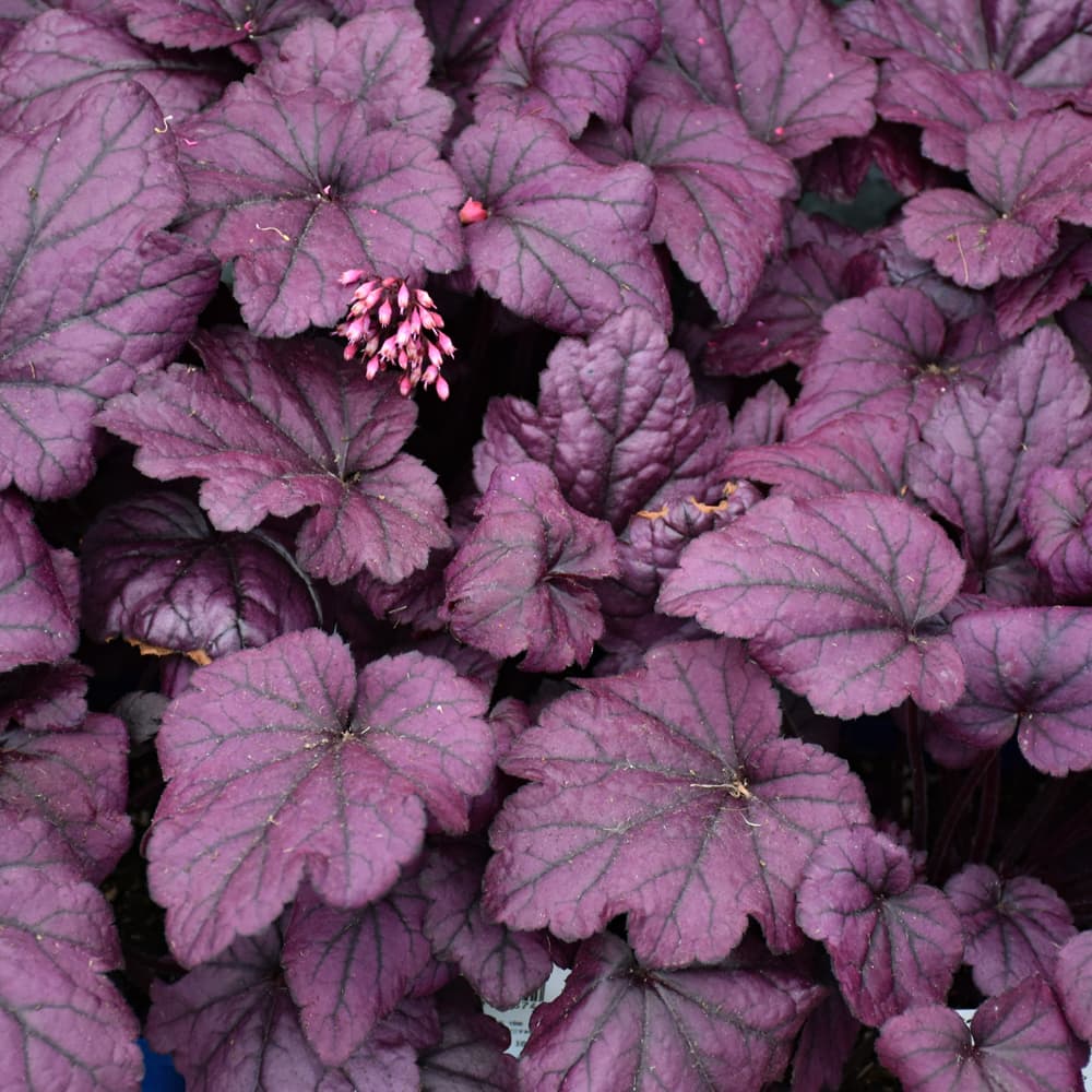 NetPS Plant Finder (www.netpsplantfinder.com)