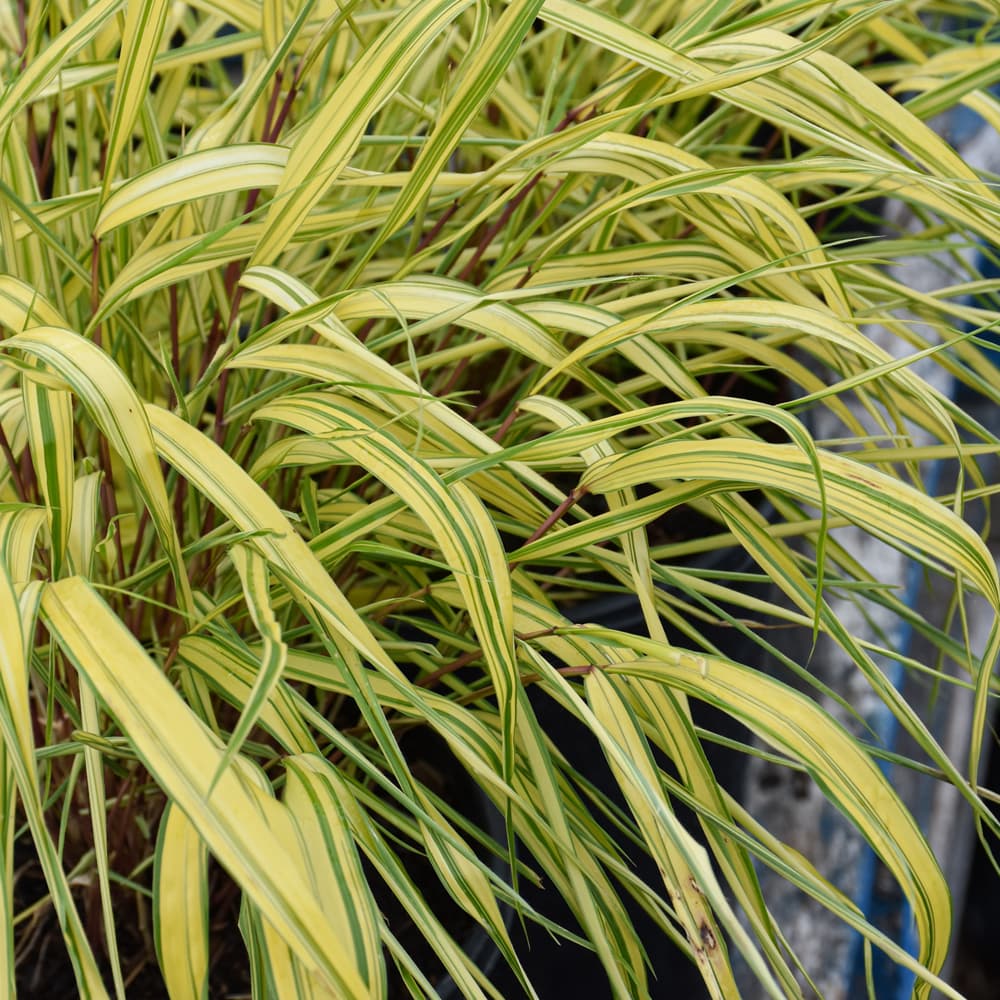 NetPS Plant Finder (www.netpsplantfinder.com)