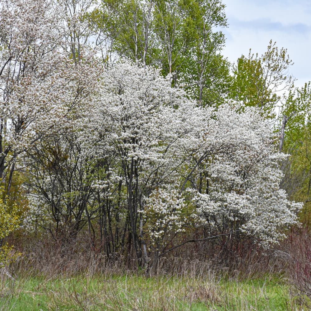 NetPS Plant Finder (www.netpsplantfinder.com)