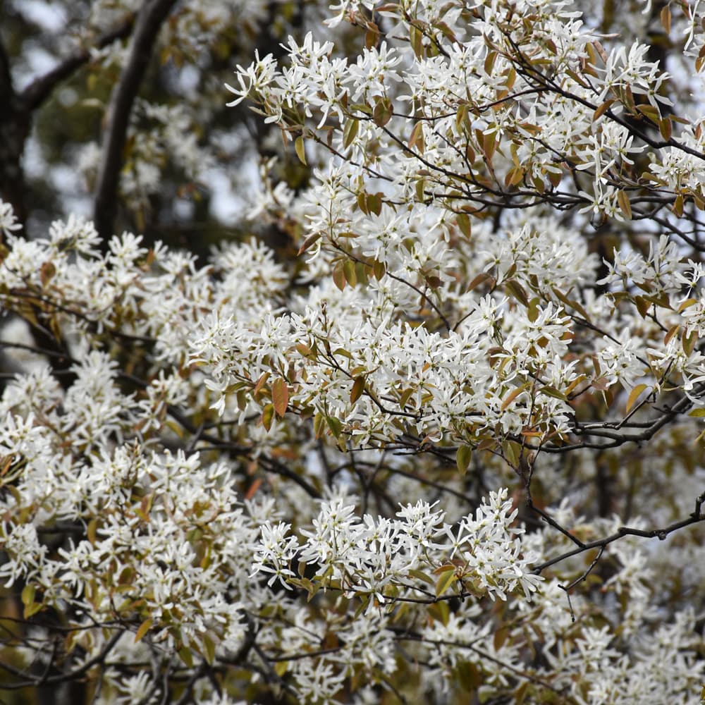 NetPS Plant Finder (www.netpsplantfinder.com)