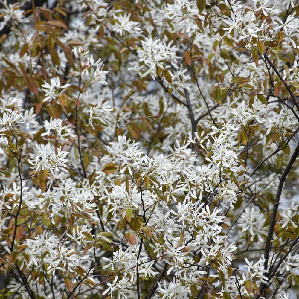 Amelanchier Laevis