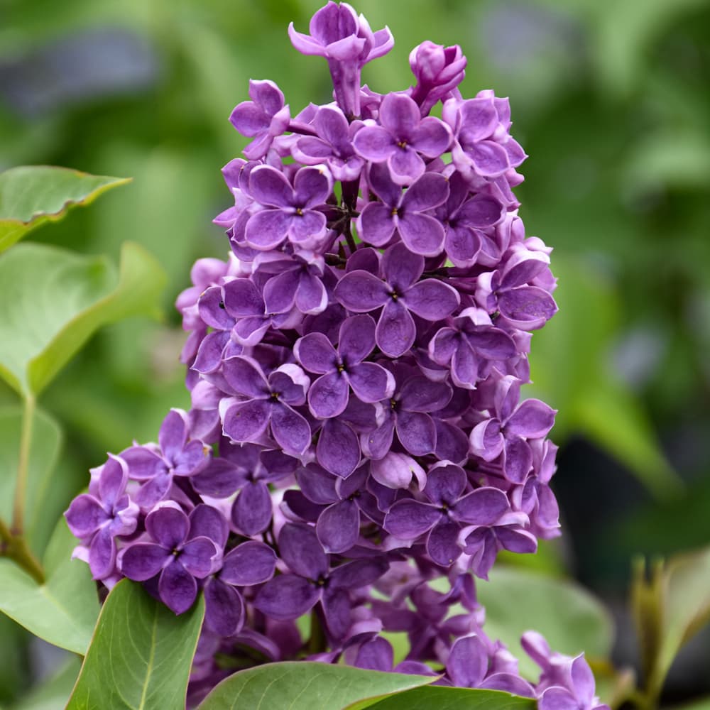 NetPS Plant Finder (www.netpsplantfinder.com)