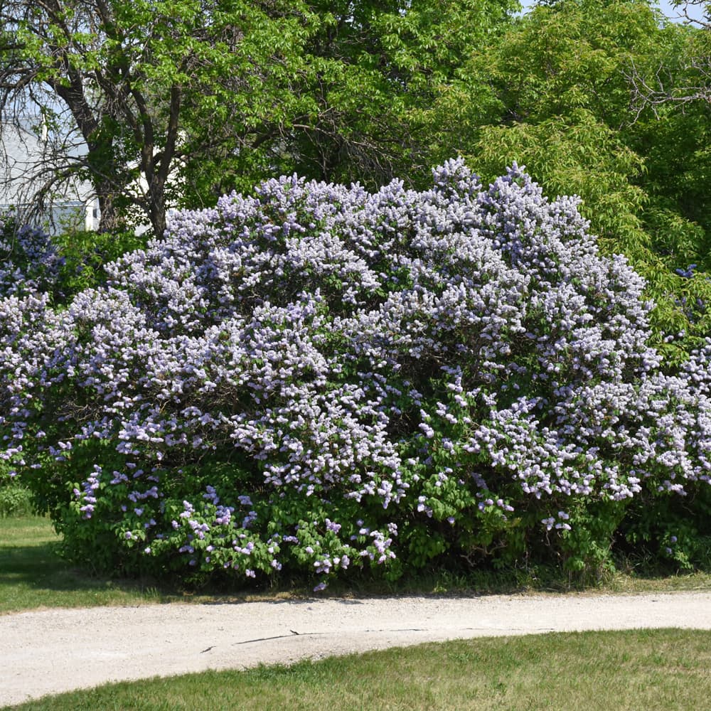 NetPS Plant Finder (www.netpsplantfinder.com)