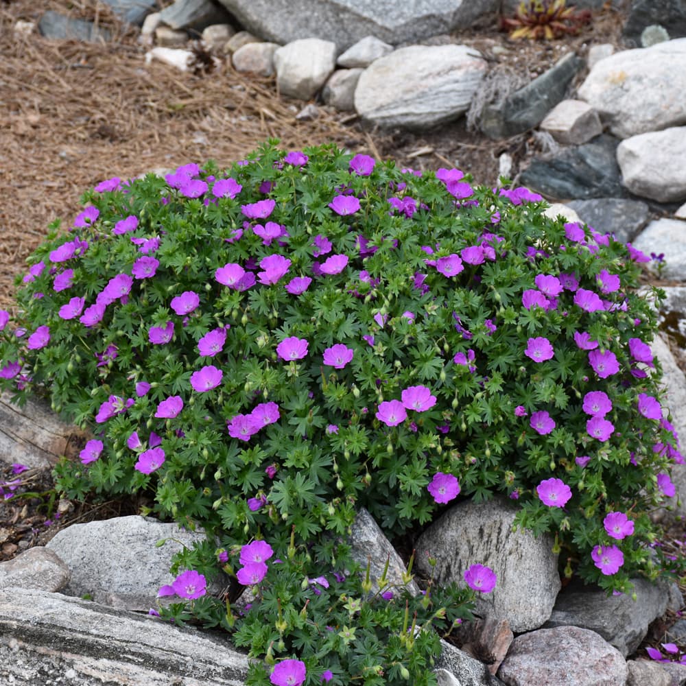 NetPS Plant Finder (www.netpsplantfinder.com)